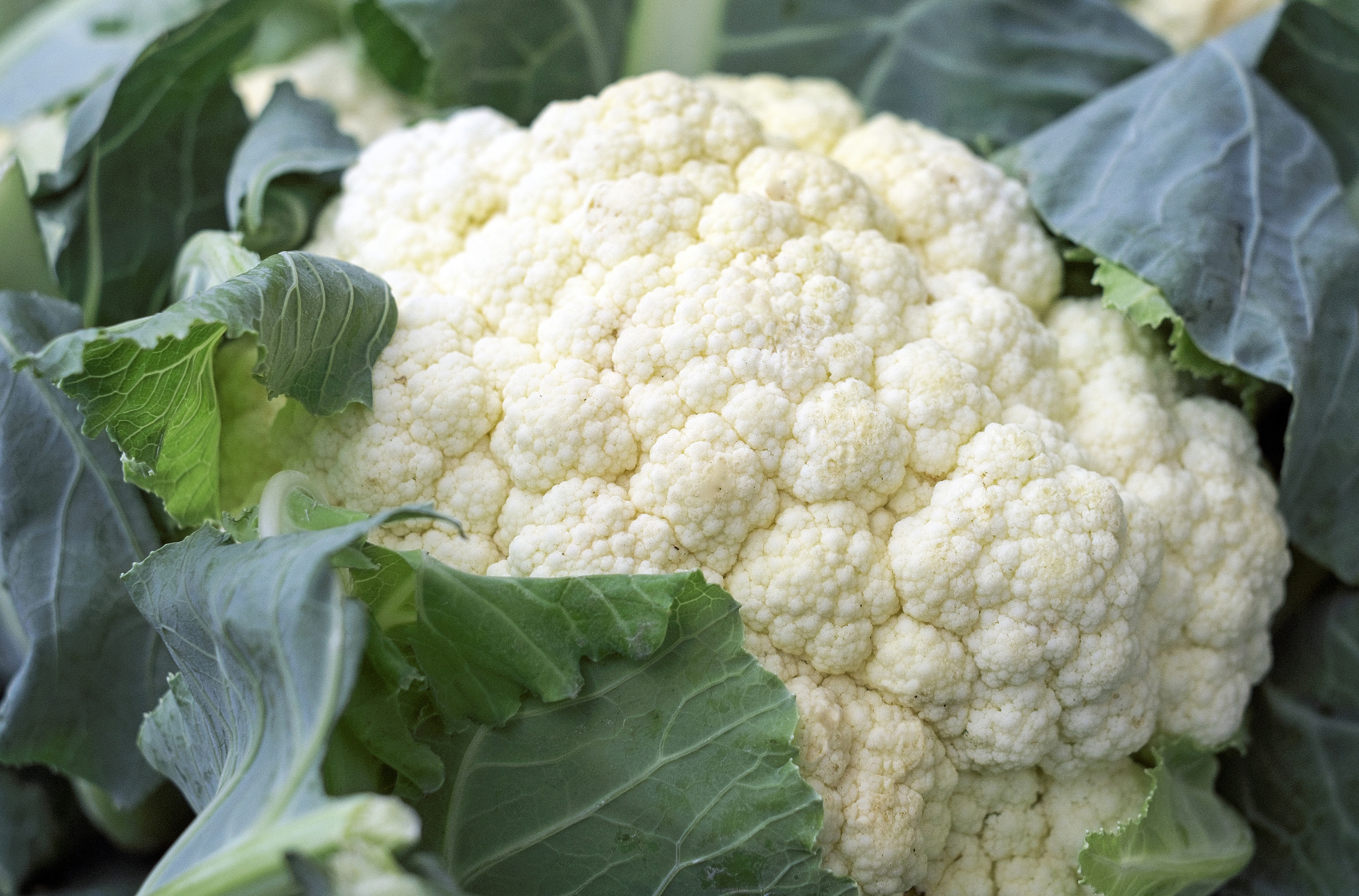 Fresh Cauliflower Salad